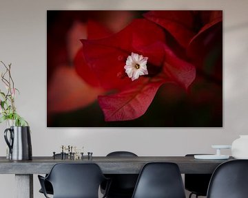Bougainvillea