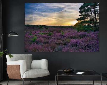 Drouwenerzand heide in Nederland