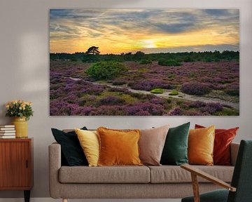 Drouwenerzand heathland in Holland by Tanja Voigt