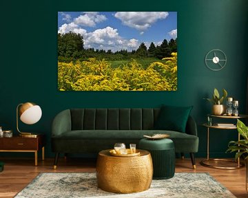 A field of wildflowers by Claude Laprise