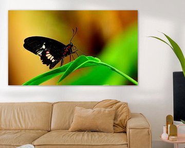 Butterfly in tropical garden 1 by Arno-Jan Boere