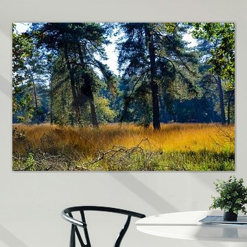 Paysage forestier stratifié