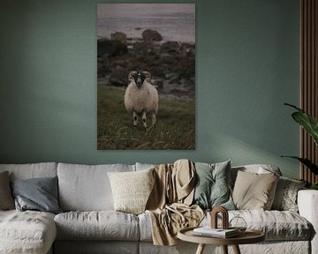 Vredige Grazers: Het Leven van Schapen op de Isle of Skye van angelo adriaenssens