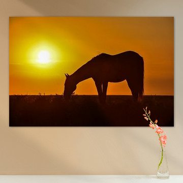 Pferd im Sonnenuntergang