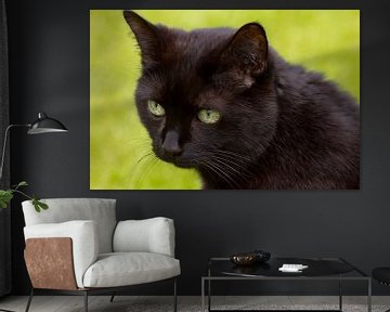 Zwarte kat van Martina Weidner