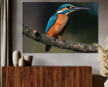 Eisvogel