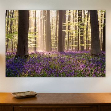 Misty sunrise in the wood by Elena Jongman