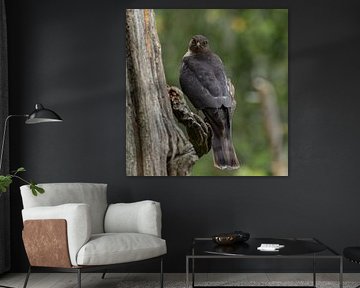 sparrowhawk by Justin Drost