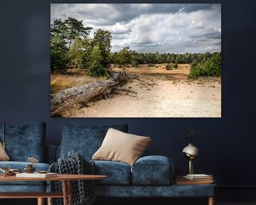 Reclining tree trunk at the Kootwijkerzand by Artist Impression of Nature