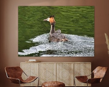 Podiceps cristatus (grèbe huppé)