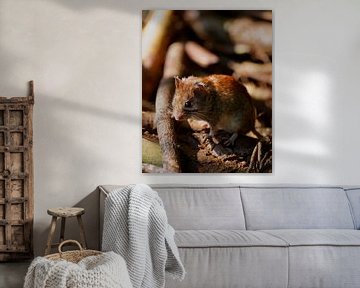 stoere muis