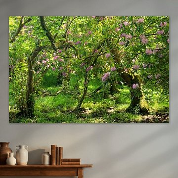 Rhododendron Ireland