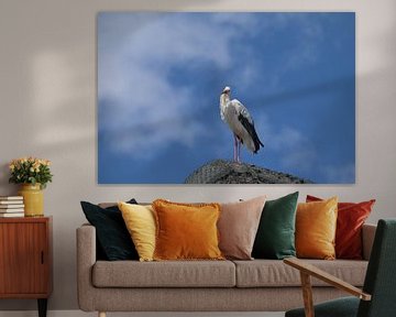White Stork resp.Ciconia ciconia in Village of Bergenhusen,Stork Colony in Schleswig-Holstein,German by Peter Eckert