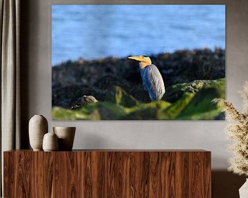 Blue heron on the stones by Joard van den Ende