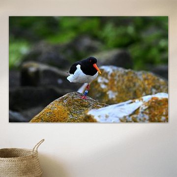 Huîtrier sur les pierres