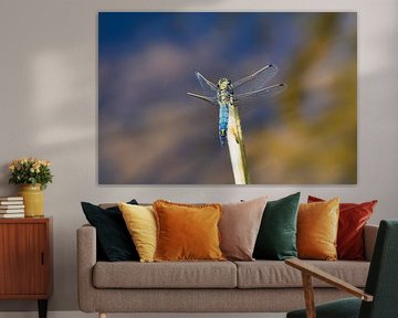 bank dragonfly by Pascal Mairesse