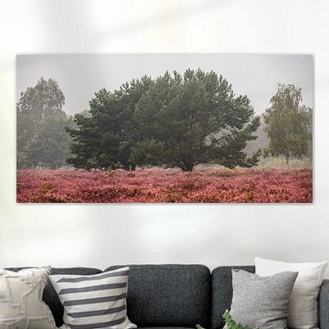 Morgenstimmung in der blühenden Heidelandschaft