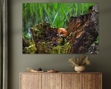 Schnecke von denise tolboom