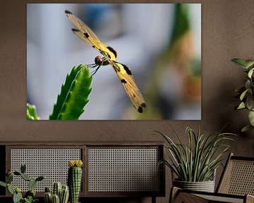 Het delicate evenwicht: een libel op een cactus van Frank Photos