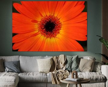 Close up van een chrysant