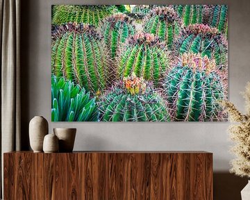 flowering cacti by Rietje Bulthuis