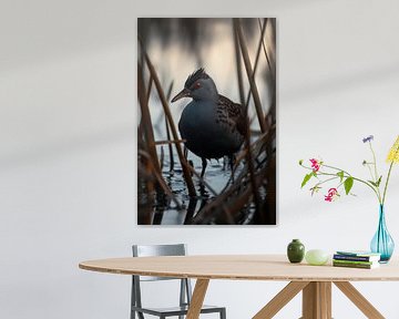 Korhoenders in het water bij schemering van Poster Art Shop