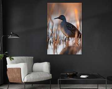 Waterral in het riet bij het water van Poster Art Shop