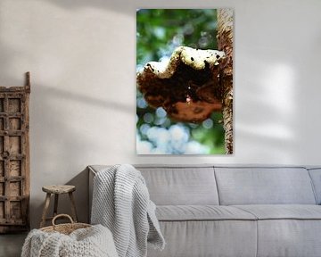 Champignon sur un arbre sur Joard van den Ende