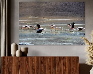 Bolivia - Flamingos on the Salar de Uyuni by Frank Photos