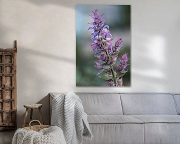 De bloem van Scharlei, Salvia sclarea, Muskaatsalie. van Marjolein Zijlstra