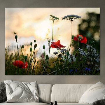 Klaprozen in het Gouden Avondlicht