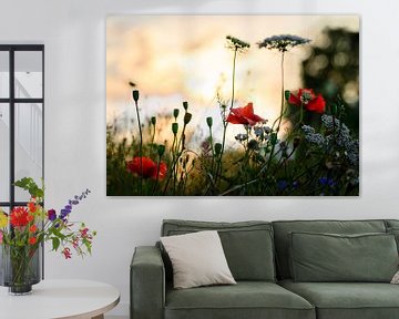 Klaprozen in het Gouden Avondlicht van Liefs van Peet