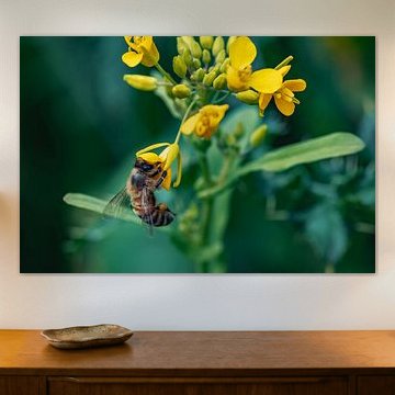 Abeille sur une fleur