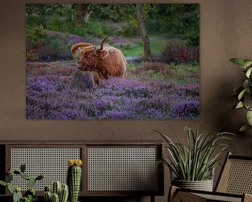 Scottish highlander beautiful in the moors 2