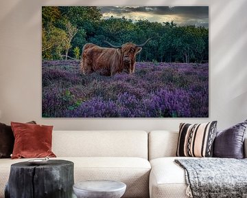 Scottish highlander beautiful in the moors 4
