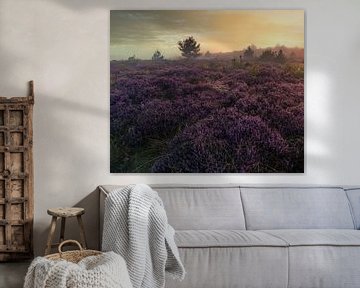 Heide in de Schoorlse duinen met mist #6 van peterheinspictures