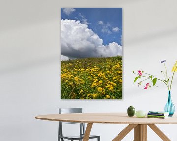 A field of wildflowers by Claude Laprise