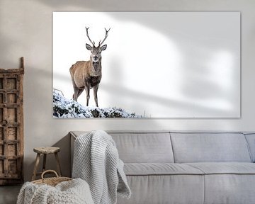 Red deer in the Scottish Highlands by Jan Linskens