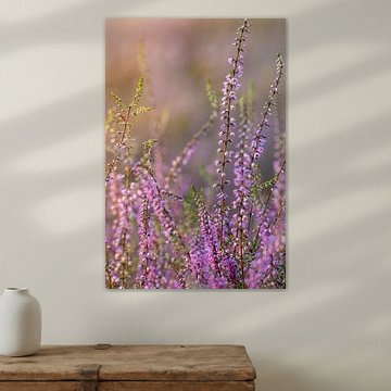 Heidekraut in Nahaufnahme im Licht der untergehenden Sonne