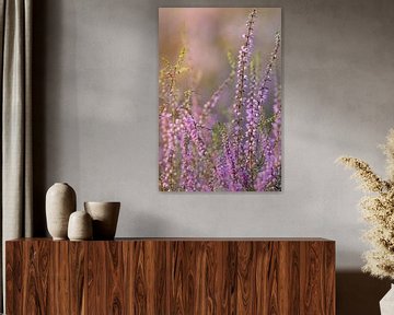 Heide close-up in het licht van de ondergaande zon van Marianne Eggink - Fotografie en digitale kunst