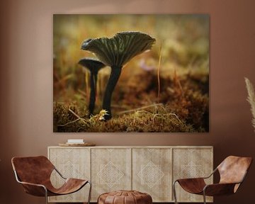 Blauw/Groen Trechtertje.