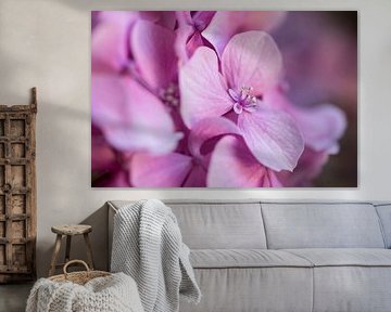 Gros plan sur les magnifiques fleurs roses/lilas d'un hortensia sur Birgitte Bergman