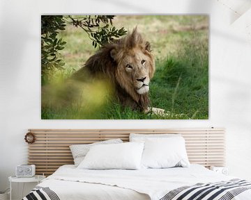 Rustende leeuw, Zuid Afrika von Chris van Kan