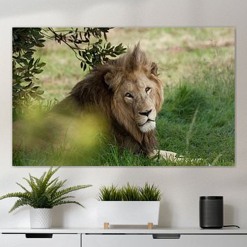 Rustende leeuw, Zuid Afrika