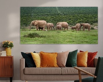 Kudde olifanten in Addo, Zuid Afrika