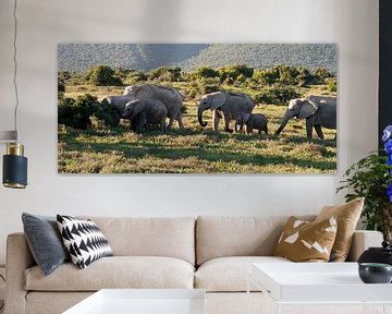Kudde olifanten in de avondzon, Addo Zuid Afrika