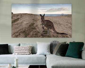  Kangoeroe op Pebbly Beach 