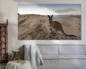  Kangoeroe op Pebbly Beach  von Chris van Kan