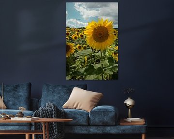 Zonnebloemen veld