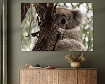 Ontwakende Koala